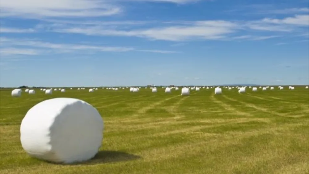 Silage film